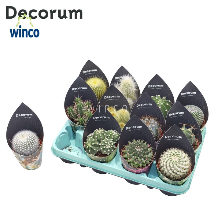 Cactus Mix (12spc.) (decorum) Decorum Potcover