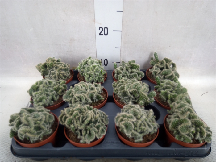 <h4>Euphorbia mammillaris</h4>