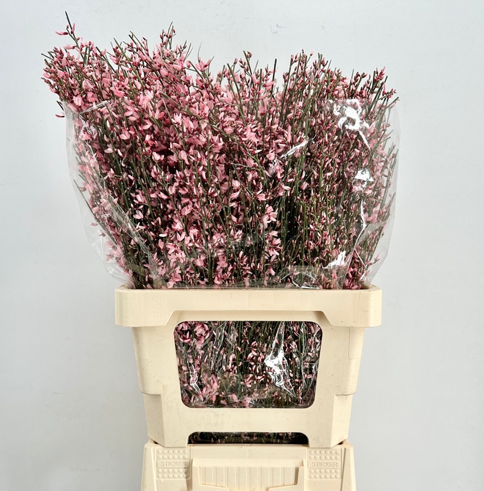 <h4>Genista paint pink</h4>