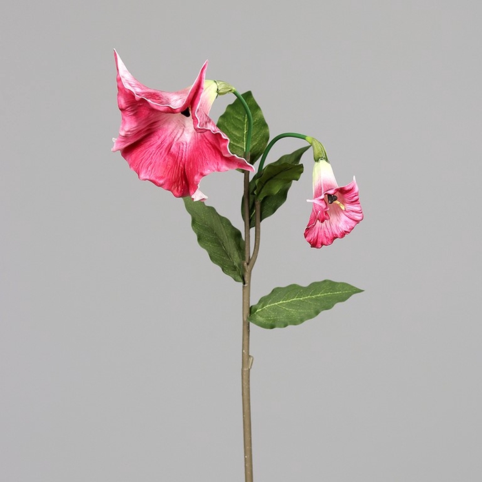<h4>Brugmansia 120cm pink</h4>