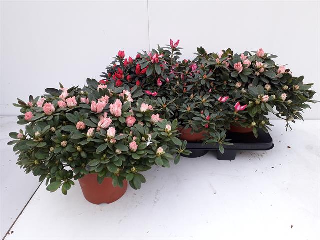 Rhododendron simsii mix 18Ø 42cm 42Ø