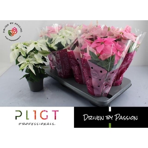 Poinsettia Princettia mix 12Ø 33cm 5Flow