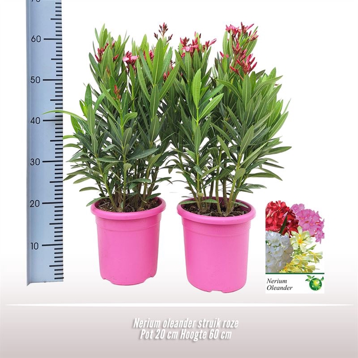 Nerium oleander struik roze