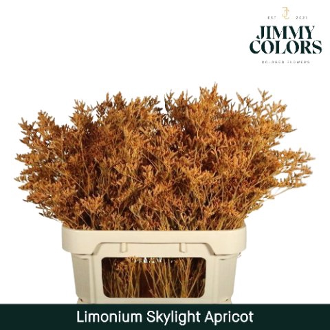 <h4>Limonium skylight paint apricot</h4>