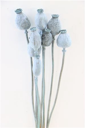 <h4>ZDR PAPAVER FROSTED LBLUE PBOS</h4>