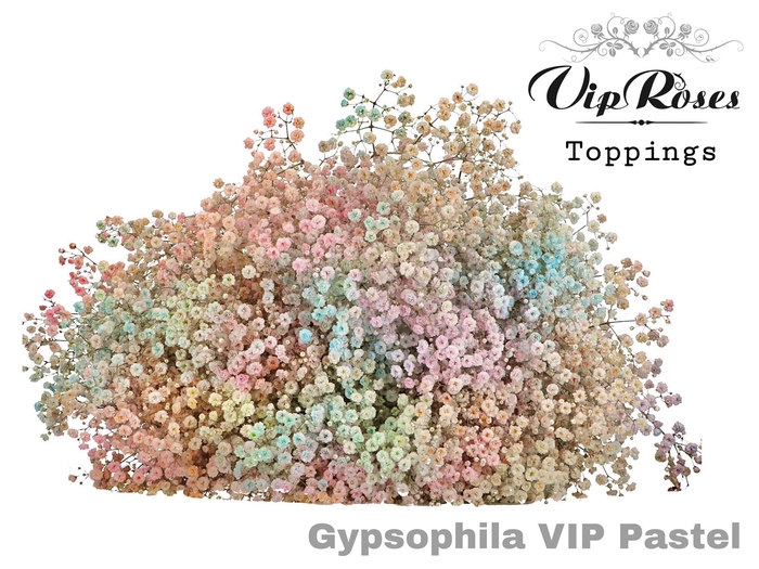 GYPS PA VIP PASTEL MIX