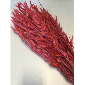 DRIED FLOWERS - AVENA WILD HAVER RED 100GR
