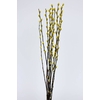 Pussy Willow 60cm Yellow
