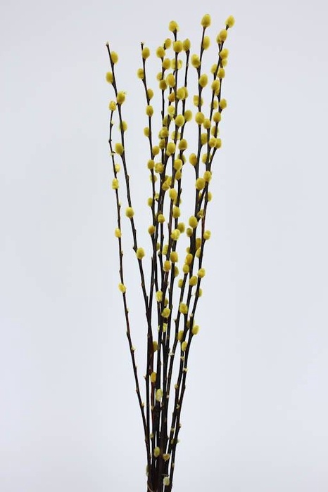 Pussy Willow 60cm Yellow