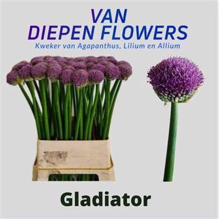 <h4>Allium Gladiator</h4>
