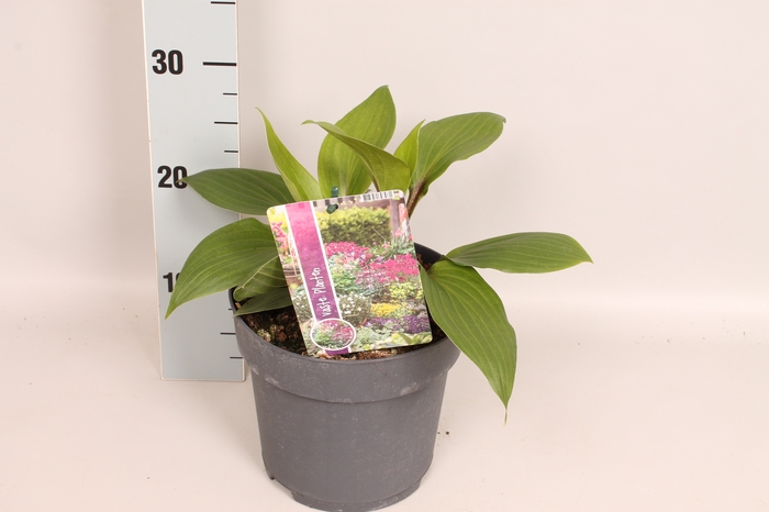 vaste planten 19 cm  Hosta Purple Heart afd.1