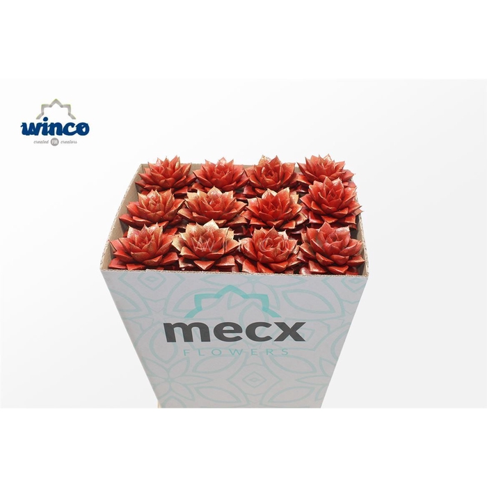 <h4>Echeveria Purpurea Sparkling Paint Red (mecx) Mecx</h4>
