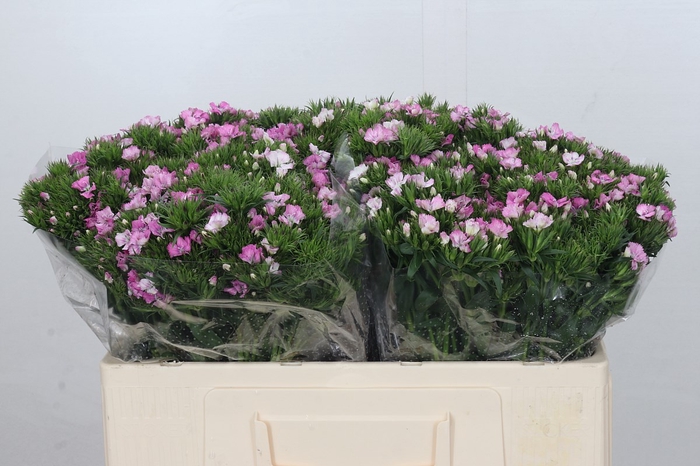 <h4>Dianthus br amazone pink magic</h4>