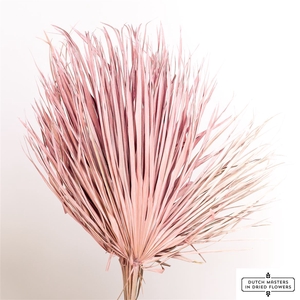 Dried Chamaerops (10tk) Frosted Pink Bunch