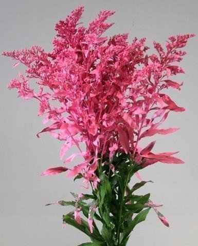 <h4>Solidago paint pink</h4>