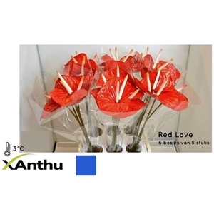 ANTH A RED LOVE # WATER
