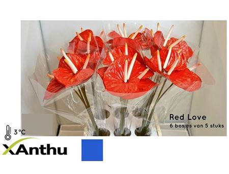 ANTH A RED LOVE # WATER