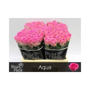 Rose Aqua