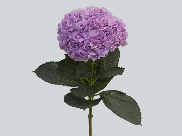 <h4>HORTENSIA FORCE 030 CM LILAS</h4>