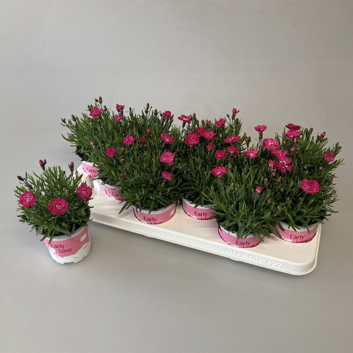 <h4>Dianthus  'Diantica Early Love'</h4>