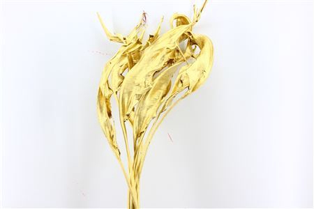 <h4>Dried Strelitzia 10pc Gold Bunch Slv</h4>