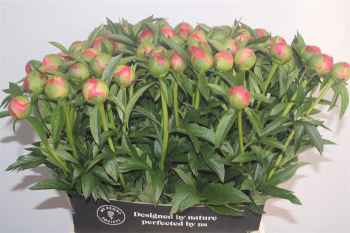 <h4>Paeonia Coral Sunset X X L</h4>