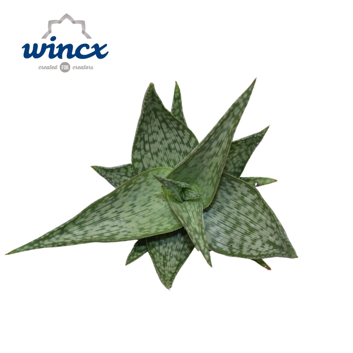 <h4>Aloe Mist Cutflower Wincx-12cm</h4>