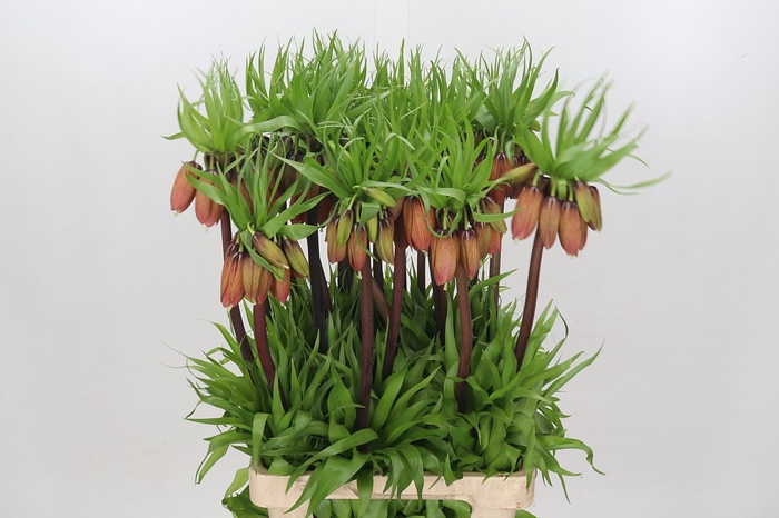 <h4>Fritillaria imperialis</h4>