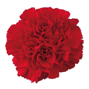 Dianthus St Red (Carn)