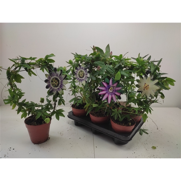 <h4>Passiflora 3 kleuren gemengd</h4>