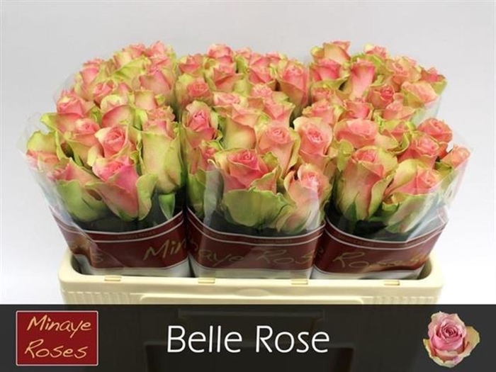 <h4>Rs gr Belle Rose</h4>
