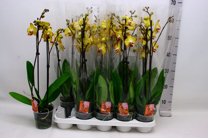 <h4>Phalaenopsis Floriclone Papagayo</h4>