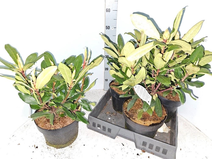 <h4>Rhododendron (Pon. Roseum</h4>