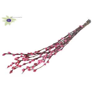 Pussy Willow 80cm Pink