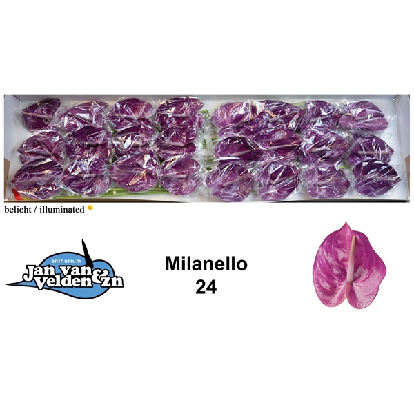 Milanello 24