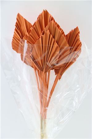 <h4>Dried Palm Spear 10pc Orange Bunch</h4>