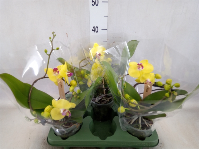 <h4>Phalaenopsis  'Muse Yellow'</h4>