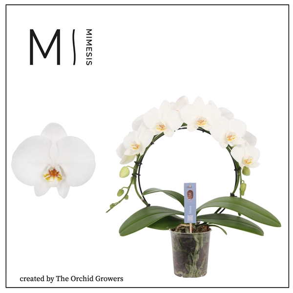 <h4>Mimesis Phal. Moon White - 16+ flowers 9cm</h4>