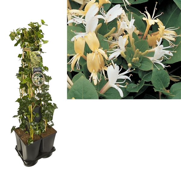 <h4>1 m. privacy mix Hedera + Clematis 'Hall's Prolific' +label</h4>
