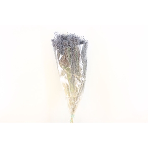 Dried Brooms L Grey Bunch