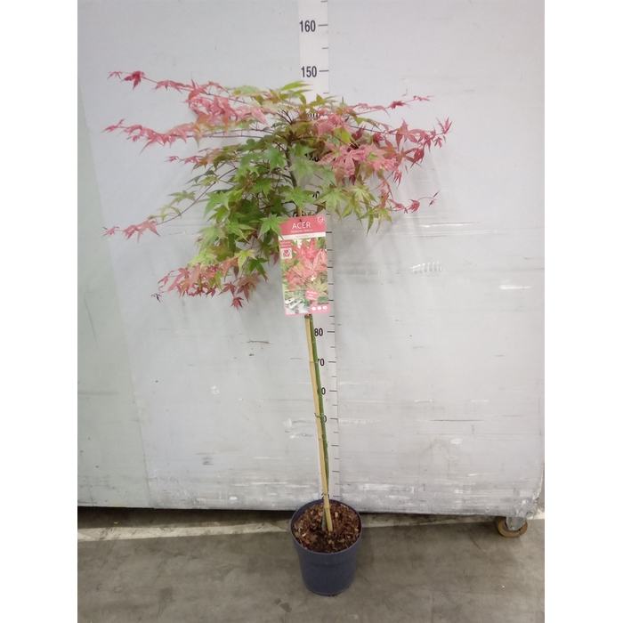 <h4>Acer palmatum 'Beni-Komachi'</h4>