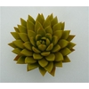 Echeveria Agavoides Paint Yellow Cutflower Wincx-10cm