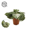 Begonia Silver Jewell P15