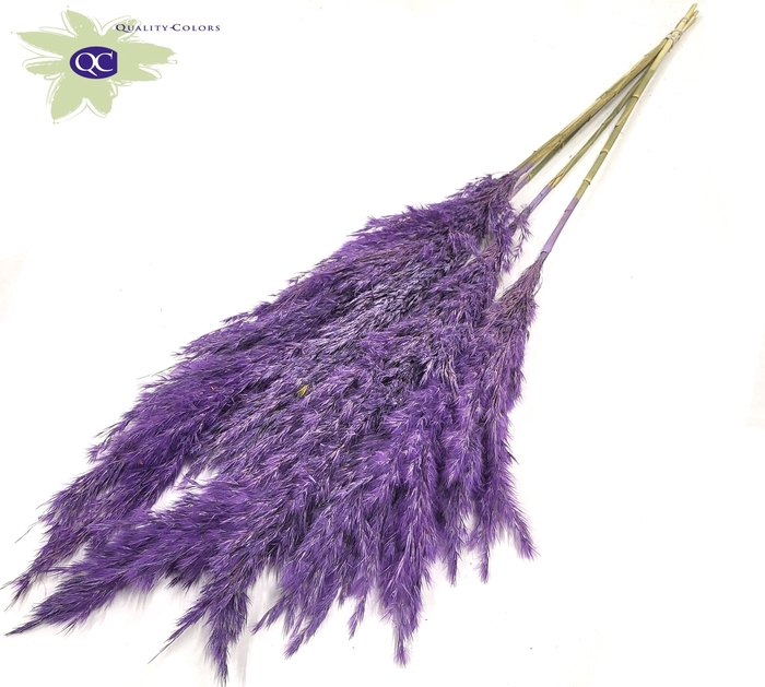 <h4>Pampas grass 100cm 5stems per bunch frosted purple</h4>