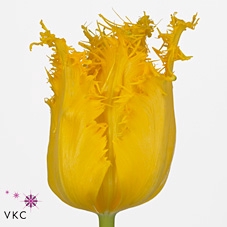 <h4>Tulipa fr yellow valery</h4>