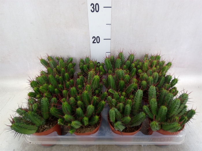 <h4>Euphorbia enopla</h4>
