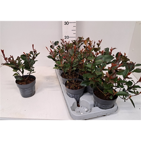 <h4>Photinia fraseri 'Little Red Robin' los tray 10</h4>