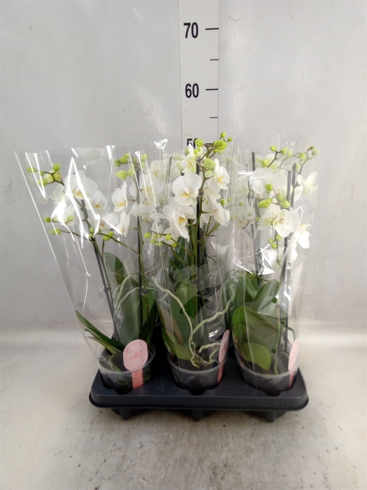<h4>Phalaenopsis multi. 'FC Salt'</h4>