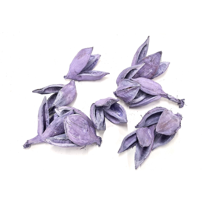 <h4>Sororoca penca flower 10pcs in poly Frosted Milka</h4>