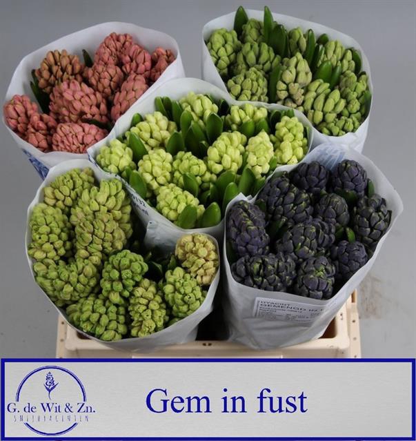 <h4>Hyacinthus mix in bucket</h4>